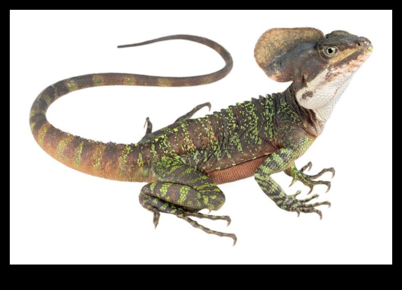 Reptile Runway Συνέχεια: Περισσότερα μοντέρνα αξεσουάρ για ερπετά