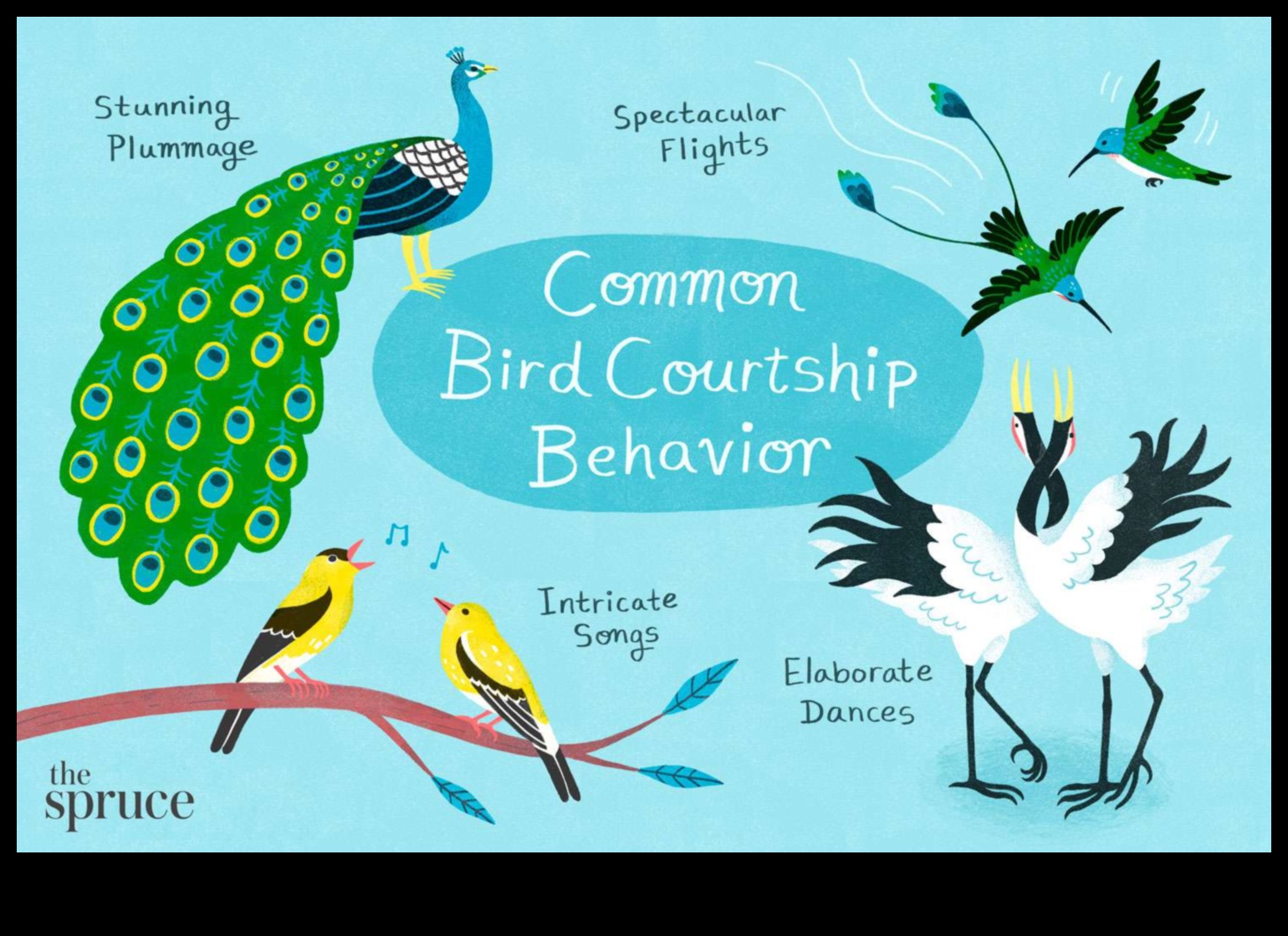 Η τέχνη της ωοτοκίας: Κατανόηση της αναπαραγωγής των πουλιών