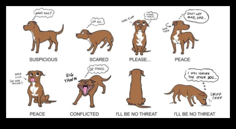 Doggy Discourse: Understanding Dog Body Language