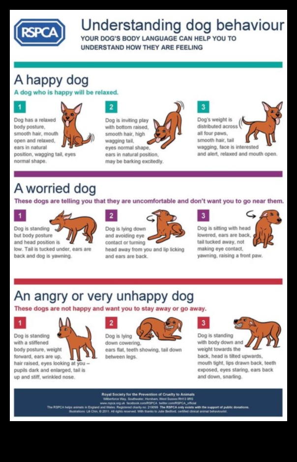 Doggy Discourse: Understanding Dog Body Language