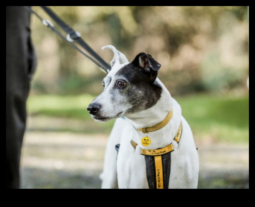 Βασικά γαβγίσματα: Κατανόηση και διαχείριση του υπερβολικού γαβγίσματος