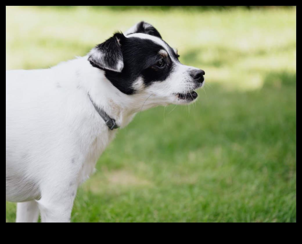 Βασικά γαβγίσματα: Κατανόηση και διαχείριση του υπερβολικού γαβγίσματος