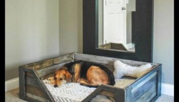 DIY Doggy κρεβάτια: Δημιουργία άνετων καταφύγια για το κουτάβι σας