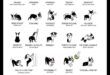 Doggy Discourse: Understanding Dog Body Language