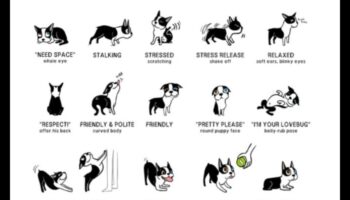 Doggy Discourse: Understanding Dog Body Language