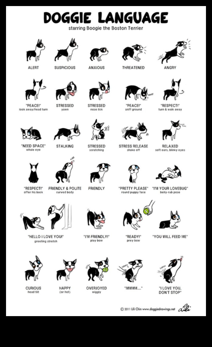 Doggy Discourse: Understanding Dog Body Language