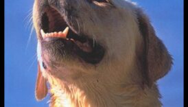 Βασικά γαβγίσματα: Κατανόηση και διαχείριση του υπερβολικού γαβγίσματος