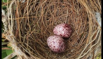 Η τέχνη της ωοτοκίας: Κατανόηση της αναπαραγωγής των πουλιών