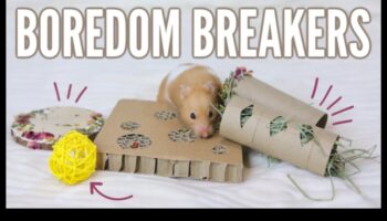 Ιδέες εμπλουτισμού χάμστερ Συνέχεια: Αισθητηριακές δραστηριότητες για διέγερση