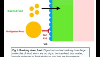 Molecular Nutrition: The Science Behind Nutrition Biochemistry