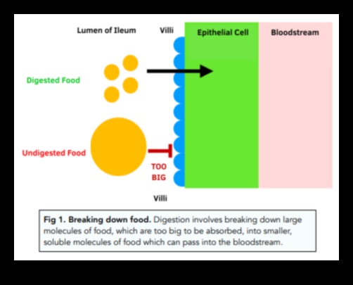 Μοριακή Διατροφή Η επιστήμη του πώς το φαγητό σας γίνεται 3 Molecular Nutrition: The Science Behind Nutrition Biochemistry