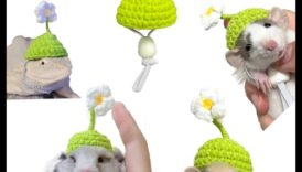 Τα κυριότερα ζητήματα του χάμστερ Προχωρήστε Πώς να έχετε κατά νου να ντύσετε το μικρό σας τρωκτικό για καλή τύχη 5 Τα κυριότερα σημεία χάμστερ Συνέχεια: Επεκτείνοντας τη λαμπερή γκαρνταρόμπα του μικρού τρωκτικού σας